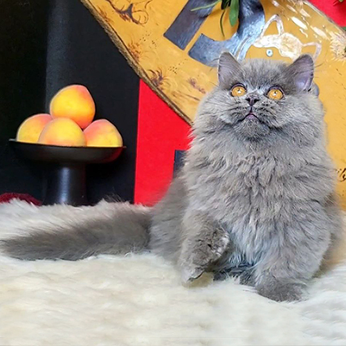 Mèo Munchkin chân ngắn lông dài màu xám xanh đáng yêu.