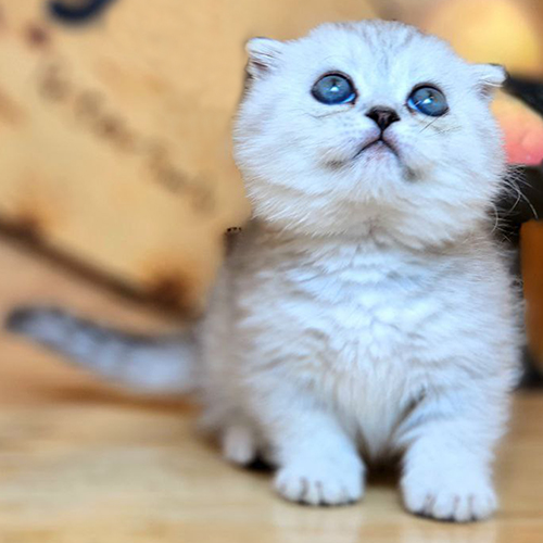 Mèo Munchkin Scottish tai cụp màu silver với đôi mắt xanh đáng yêu