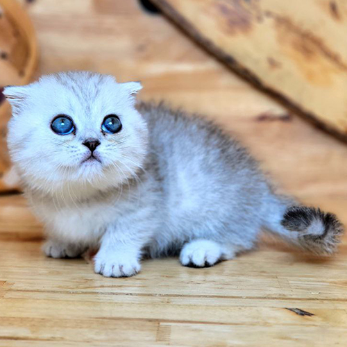 Mèo Scottish Fold Silver Shaded tai cụp, mắt xanh đáng yêu.