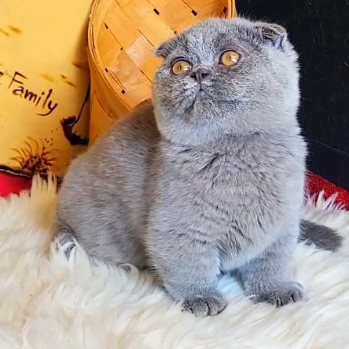 Mèo Munchkin Scottish chân ngắn tai cụp màu xám xanh đáng yêu.