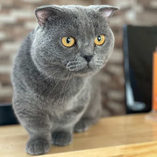 Mèo Anh lông ngắn màu xám tro đang ngồi trên bàn gỗ
