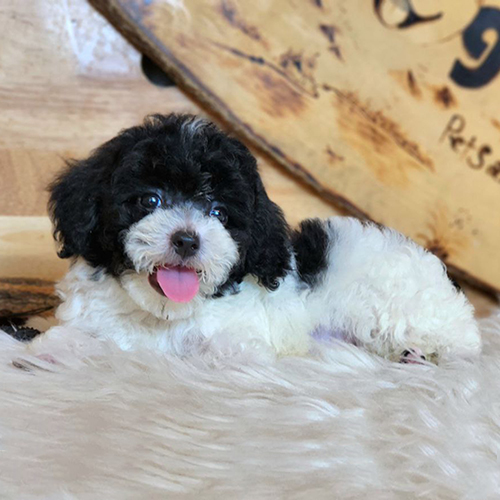 Chó Poodle con lông đen trắng đáng yêu nằm trên thảm lông mềm mại.