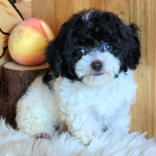 Chó Poodle bò sữa đen trắng dễ thương, lông trắng mềm mại cần chăm sóc đặc biệt.