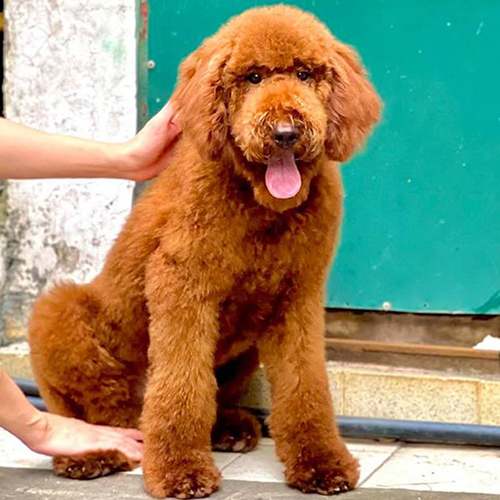 Chó Standard Poodle lông nâu đỏ, dáng lớn và khỏe khoắn.