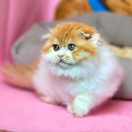 Mèo Scottish Fold lông dài màu vàng trắng, tai cụp sát, mắt tròn đáng yêu.