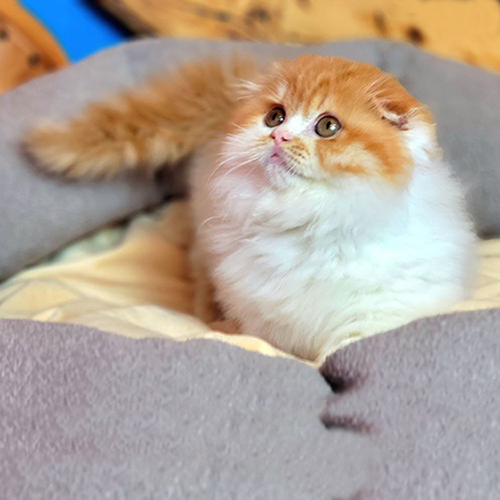 Mèo Scottish Fold lông vàng trắng ngồi trên giường