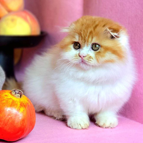 Mèo Scottish tai cụp red tabby bicolor vàng trắng đáng yêu bên quả táo