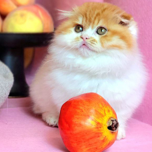 Mèo Scottish tai cụp red tabby bicolor vàng trắng đáng yêu