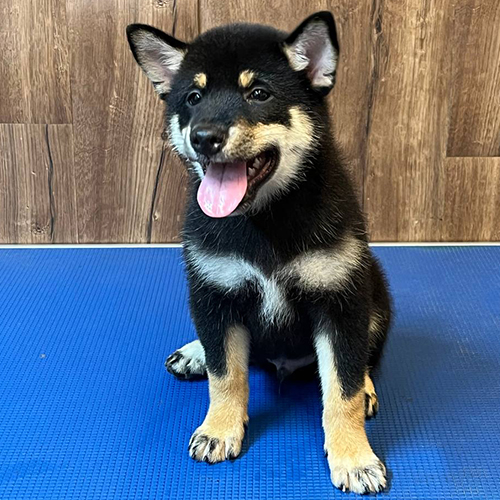 Các bé Shiba nhà Chomeocanh.com khá là biểu cảm