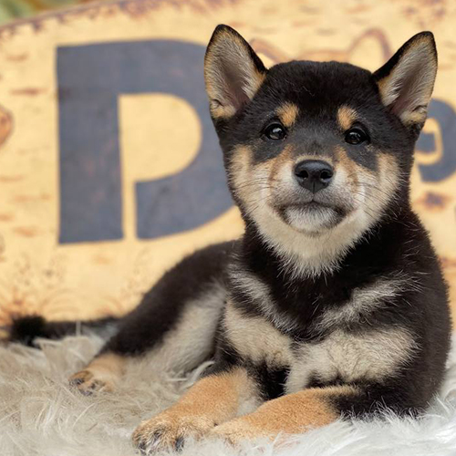 Chó Shiba Inu màu đen và nâu đang nằm thư giãn trên thảm