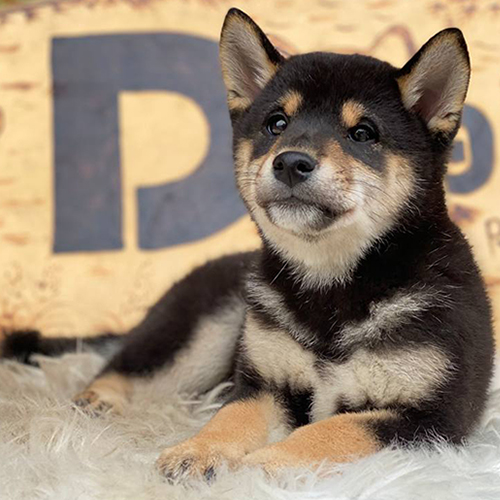 Chó Shiba Inu màu Black Tan thuần chủng
