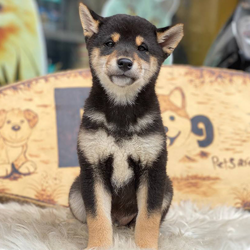 Chó Shiba Inu màu đen và nâu ngồi thẳng, biểu cảm dễ thương, dáng vẻ trung thành và thông minh.