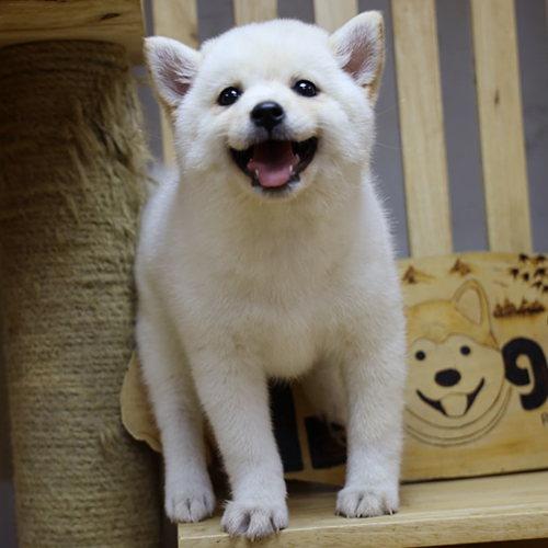 Chó Shiba trắng con cười tươi trên ghế gỗ
