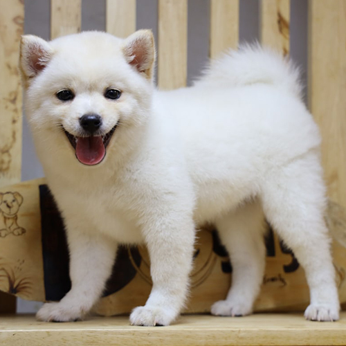 Chó Shiba Inu trắng thuần chủng đứng trên nền gỗ