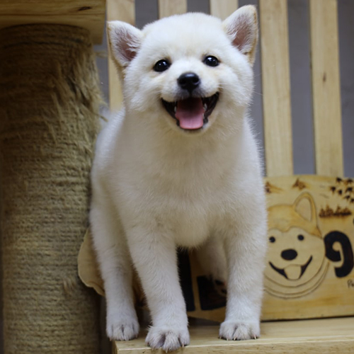Chó Shiba Inu trắng thuần chủng cười tươi, tiêu biểu cho giống chó quý của Nhật Bản