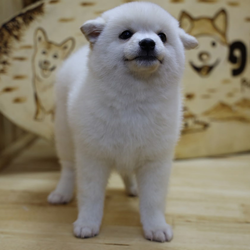 Chó Shiba Inu con lông trắng thuần chủng thân thiện, phù hợp với gia đình