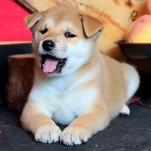 Chó Shiba Inu thuần chủng nằm nghỉ và thè lưỡi dễ thương