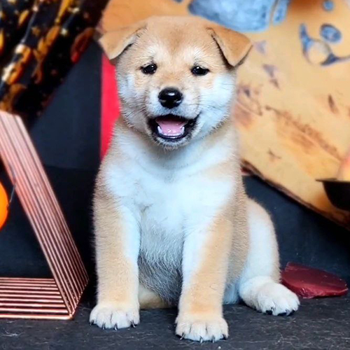 Chó Shiba Inu con đáng yêu, thông minh, dễ nuôi và trung thành