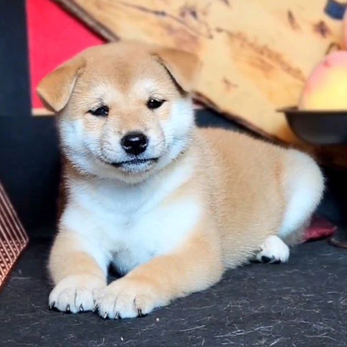 Chó Shiba Inu thuần chủng nằm thư giãn, được bảo hành sức khỏe và thuần chủng tại Chomeocanh.com