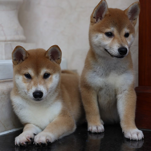 Hai chú chó Shiba Inu màu đỏ ngồi trong nhà với ánh mắt tinh anh
