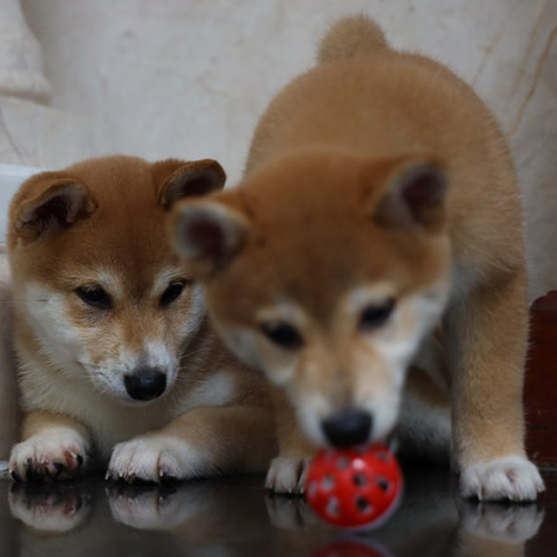 Hai chú chó Shiba Inu đang chơi đồ chơi