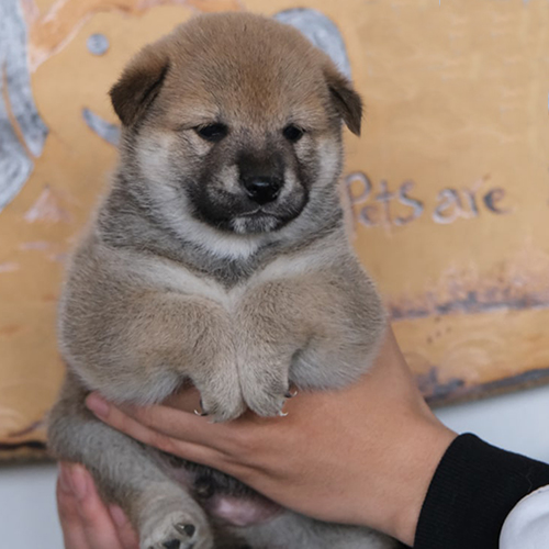 Bé chó Shiba Inu con được bế trên tay