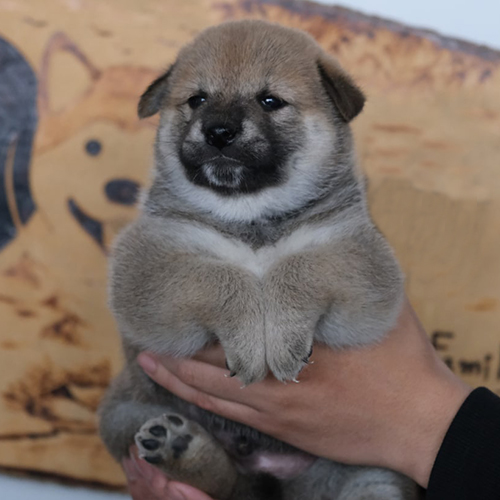 Chó Shiba Inu con thuần chủng đáng yêu tại Chomeocanh.com