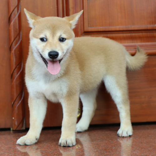 Chú chó Shiba Inu con đứng trước cửa gỗ