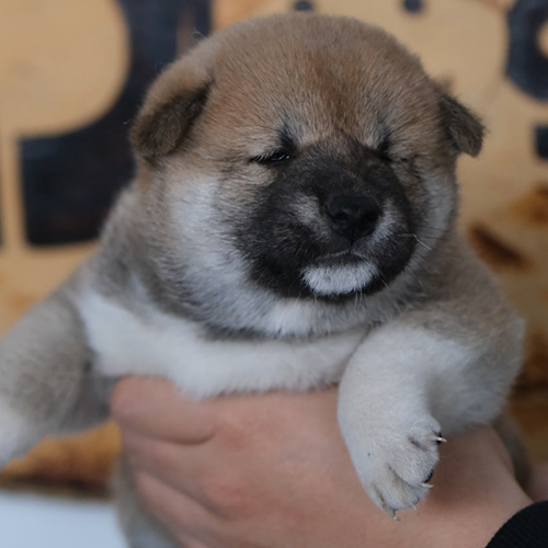 Chó Shiba Inu con mặt đen thuần chủng được bế trên tay tại Chomeocanh.com