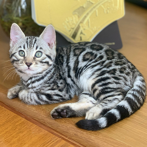 Mèo Bengal bạc với họa tiết lông đen nổi bật trên nền lông trắng bạc.