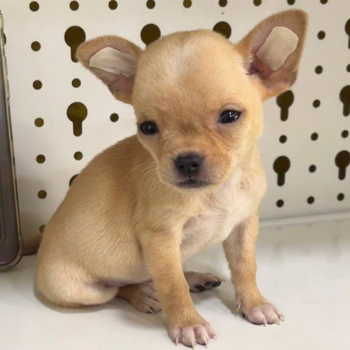 Chó Chihuahua lông ngắn nhỏ bé đáng yêu từ Mexico.