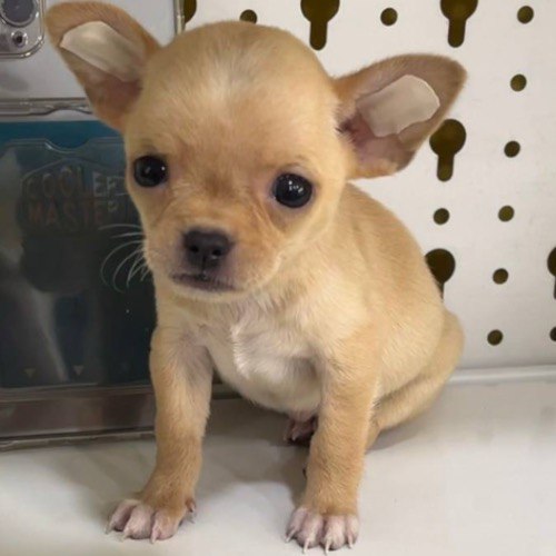 Chó Chihuahua con màu kem, tai to, mắt tròn đen, ngồi gọn trên nền trắng.