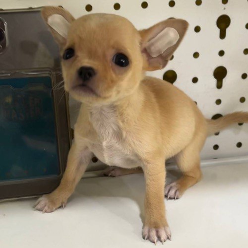 Chó Chihuahua con lông vàng kem, tai to, mắt tròn đen đứng trên mặt kệ.