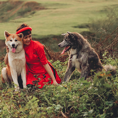 Chó Akita Inu vàng và Akita vện xám ngồi cùng người phụ nữ áo đỏ giữa thiên nhiên xanh mát