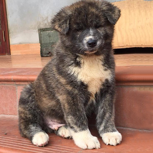 Chó Akita Inu con màu vện ngồi trên bậc thềm, lông dày, mặt bầu bĩnh, dáng ngồi đáng yêu.