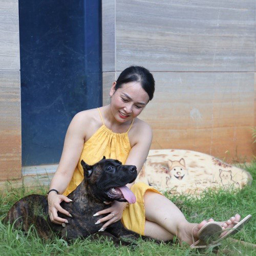 Mua bán chó Cane Corso (ngao Ý) thuần chủng.