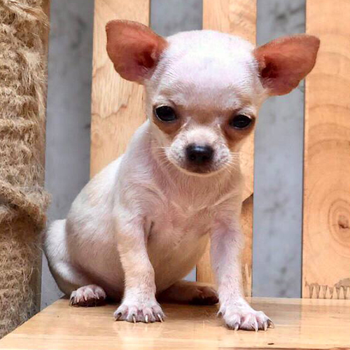 Chó Chihuahua lông ngắn trắng nhỏ nhắn hậu duệ chó Techichi Mexico