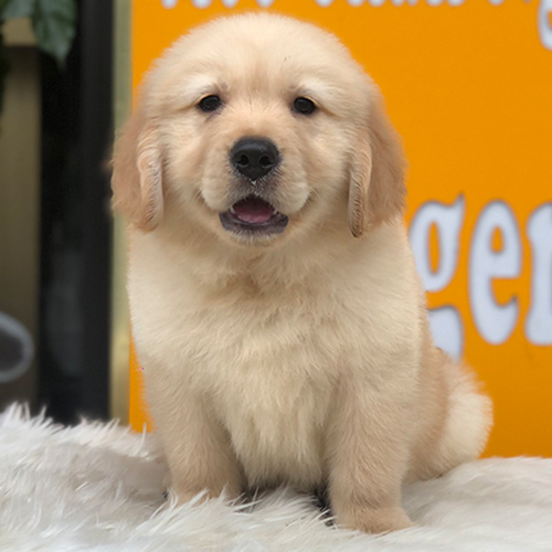Chó Golden con màu vàng nhạt đang ngồi nhìn camera