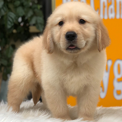Golden Retriever con lông kem nhạt, dáng đứng chuẩn, lông dày 2 lớp
