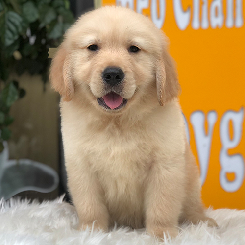 Chó Golden Retriever màu vàng tiêu chuẩn, ngồi trên thảm lông trắng, biểu cảm dễ thương