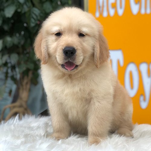 Chó Golden Retriever con lông vàng kem ngồi trên thảm trắng