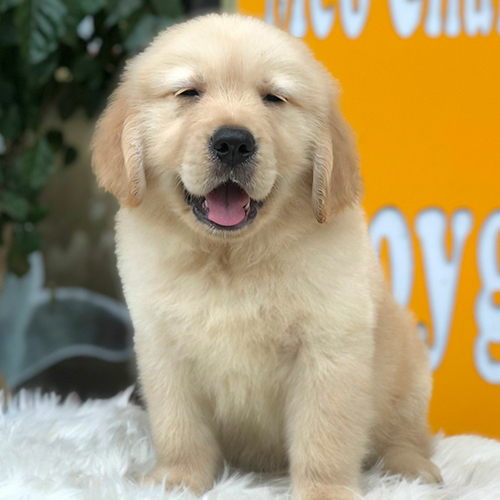 Chó Golden Retriever con lông vàng cười tít mắt dễ thương