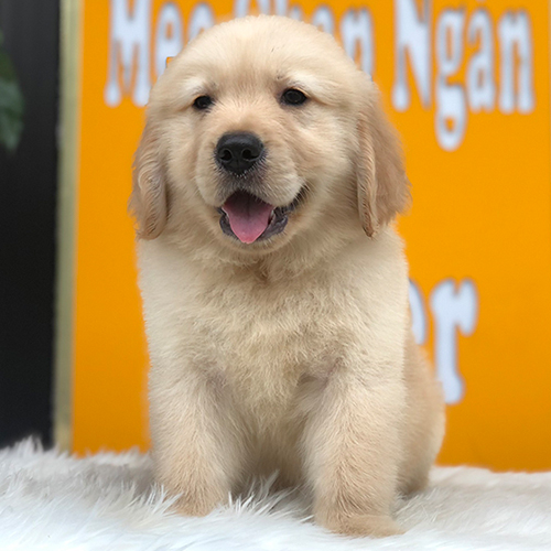 Chó Golden con màu vàng nhạt với đôi tai vàng sáng