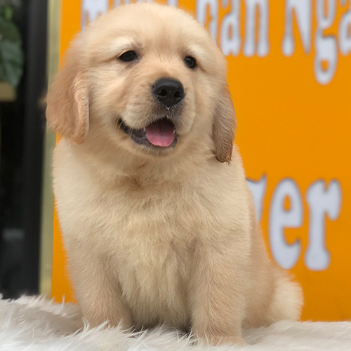 Chó Golden Retriever Canada lông vàng đậm, thuần chủng và khỏe mạnh tại chomeocanh.com