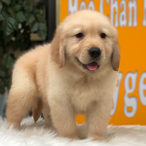 Chó Golden con mũm mĩm với bộ lông vàng óng