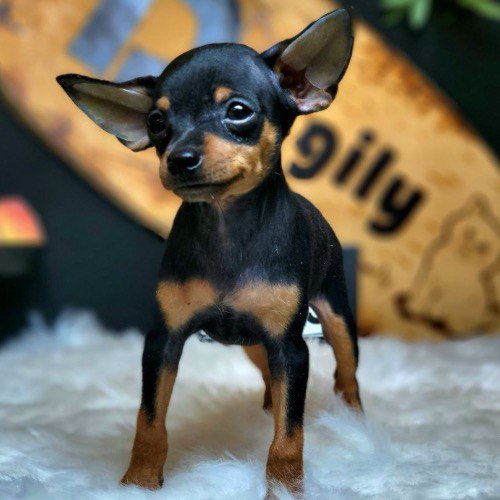 Chó Phốc Hươu Miniature Pinscher (MinPin) nhỏ gọn, thông minh, xuất xứ từ Đức.