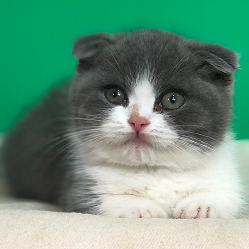 Mèo Scottish Fold bicolor tai cụp với đôi mắt tròn đáng yêu.