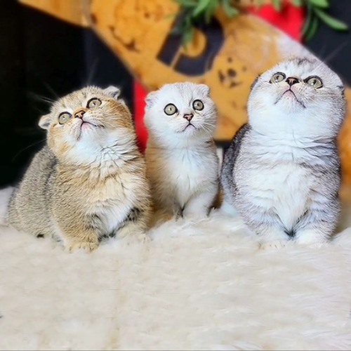 Ba chú mèo Munchkin tai cụp đáng yêu, lông màu vàng và bạc, ngồi trên thảm trắng.