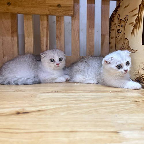 Hai bé mèo Scottish Fold Silver tai cụp nằm thư giãn trên sàn gỗ.