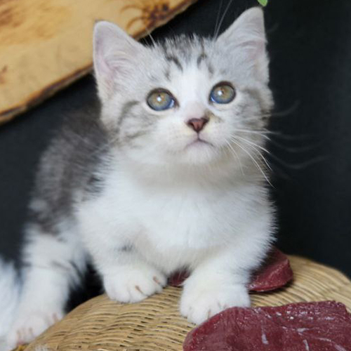 Mèo Munchkin Tabby đực chân ngắn với bộ lông xám trắng đáng yêu.